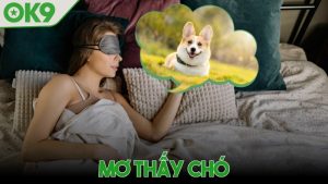 Mơ thấy chó