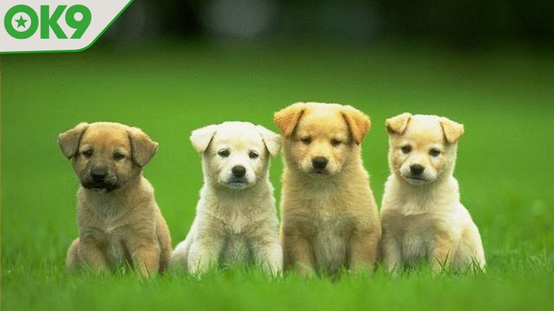 Giải mã chó xuất hiện trong mơ mang tới nhiều số đẹp