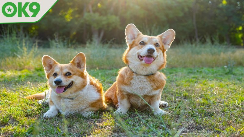 Mơ thấy chó thường mang tới nhiều may mắn hơn